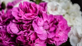 Desktop image. Flowers. ID:99989
