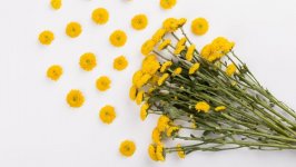 Desktop image. Flowers. ID:100099