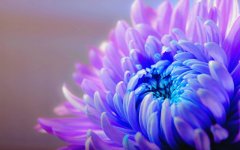 Desktop image. Flowers. ID:100119