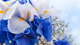 Desktop image. Flowers. ID:100154
