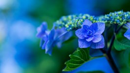 Desktop image. Flowers. ID:100276