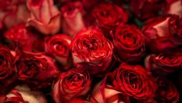 Desktop image. Flowers. ID:100452