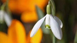 Desktop image. Flowers. ID:100641