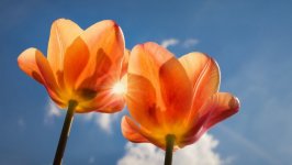 Desktop image. Flowers. ID:100724