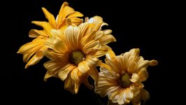 Desktop image. Flowers. ID:100754