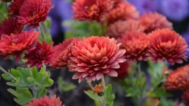 Desktop image. Flowers. ID:100771