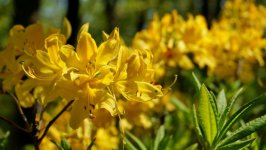Desktop image. Flowers. ID:100802