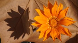 Desktop image. Flowers. ID:100955