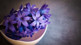Desktop image. Flowers. ID:101156