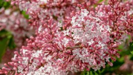 Desktop image. Flowers. ID:101213