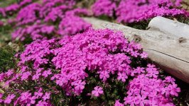 Desktop image. Flowers. ID:101214