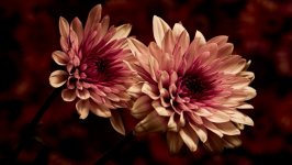 Desktop image. Flowers. ID:101232
