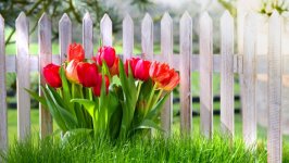Desktop image. Flowers. ID:101278