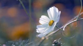 Desktop image. Flowers. ID:101302