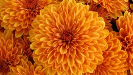 Desktop image. Flowers. ID:101305