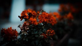Desktop image. Flowers. ID:101322