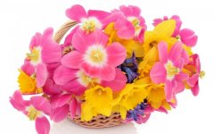 Desktop image. Flowers. ID:101325