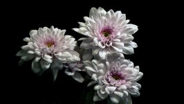 Desktop image. Flowers. ID:101426