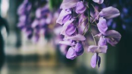 Desktop image. Flowers. ID:101445