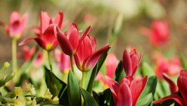 Desktop image. Flowers. ID:101471