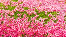 Desktop image. Flowers. ID:101475