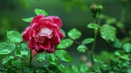 Desktop image. Flowers. ID:101496