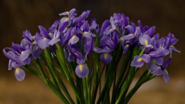 Desktop image. Flowers. ID:101516