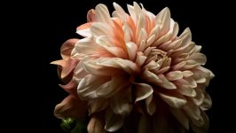 Desktop image. Flowers. ID:101684