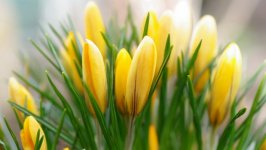 Desktop image. Flowers. ID:101787