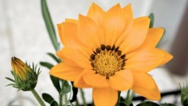Desktop image. Flowers. ID:101826
