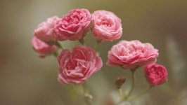 Desktop image. Flowers. ID:102003