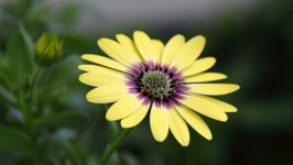 Desktop image. Flowers. ID:102011