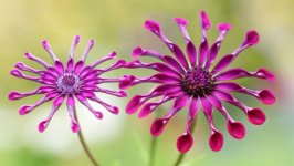 Desktop image. Flowers. ID:102037