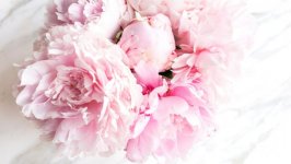 Desktop image. Flowers. ID:102129