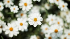 Desktop image. Flowers. ID:102335