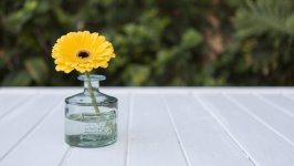 Desktop image. Flowers. ID:102769