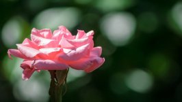 Desktop image. Flowers. ID:102771