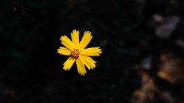 Desktop image. Flowers. ID:102968
