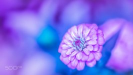 Desktop image. Flowers. ID:103039