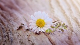 Desktop image. Flowers. ID:103136