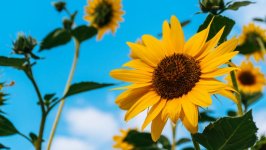 Desktop image. Flowers. ID:103425