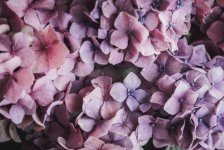 Desktop image. Flowers. ID:103429
