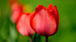 Desktop image. Flowers. ID:132793