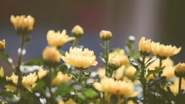 Desktop image. Flowers. ID:103740