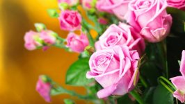 Desktop image. Flowers. ID:103835