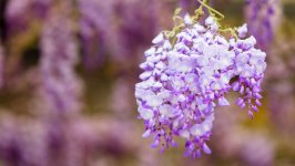 Desktop image. Flowers. ID:103931