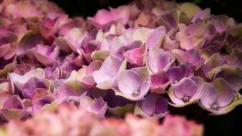 Desktop image. Flowers. ID:104013