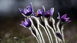 Desktop image. Flowers. ID:104087