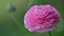 Desktop image. Flowers. ID:104142