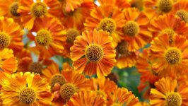 Desktop image. Flowers. ID:104166